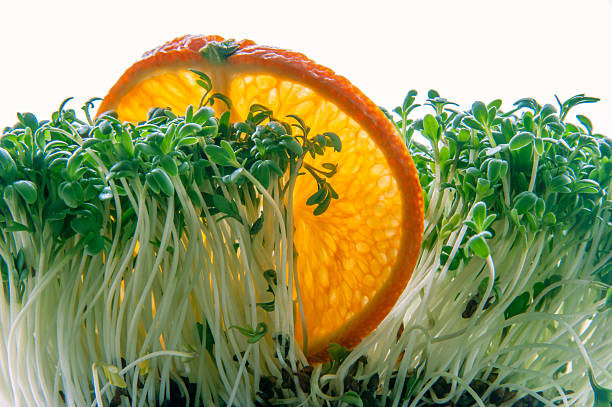 istock alfalfa microgreen with slice of orange 2242776507