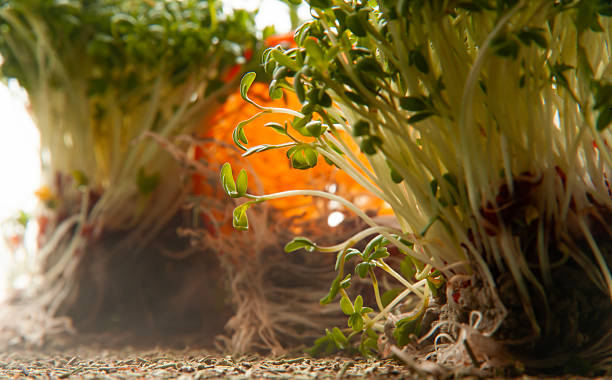 istock alfalfa microgreen with slice of orange 2242776526