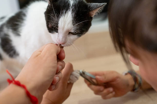 istock Person clipping cat nails using treats for distraction 2242776530