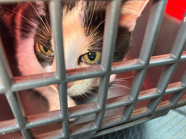 istock Cat looking through pet carrier cage during travel 2242776584