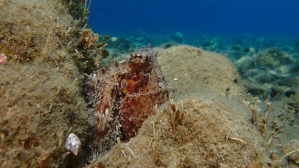 istock Common octopus (Octopus vulgaris) hunting, Aegean Sea 2242781101