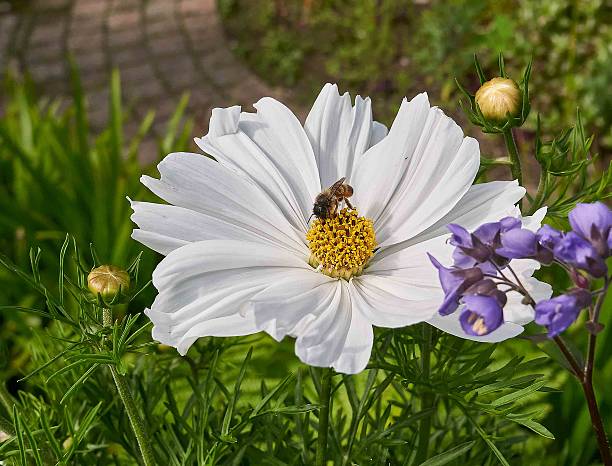 istock White Cosmeya flower with a bee, macro on a natural background. 2242781753
