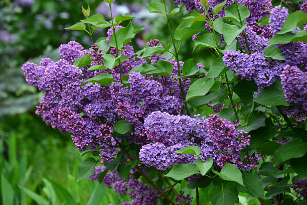 istock Vibrant Purple Lilac Flowers in Full Bloom 2242783265