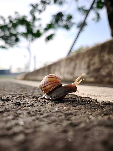 A close-up of a brown snail slowly crawling on a rough asphalt road.