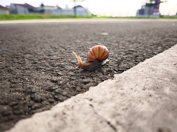A brown snail walking beside the white line marking the road boundary