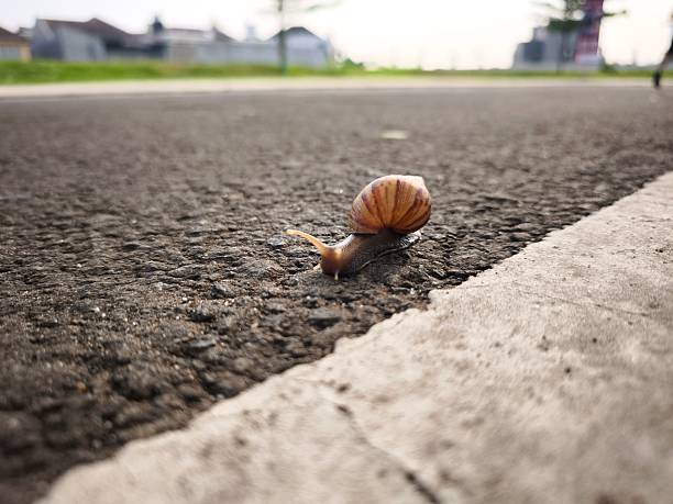 A brown snail walking beside the white line marking the road boundary