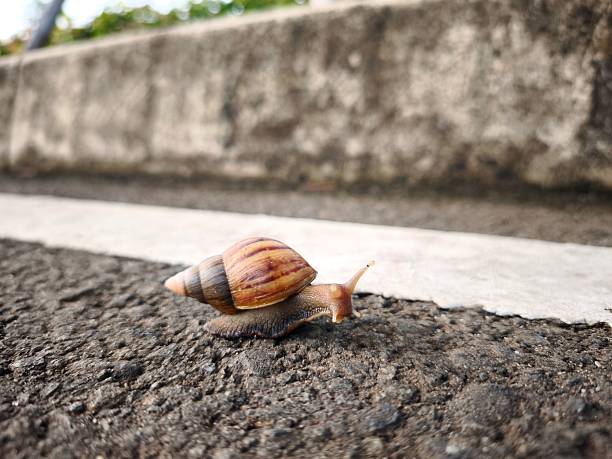 istock A snail walks on the asphalt beside the white line 2242786399