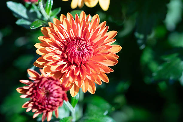 istock Autumn Flowers 2242786760