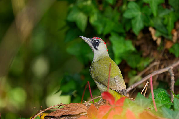 Female european green woodpecker