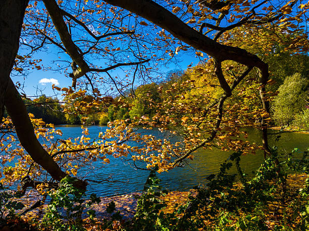 Fall trees landscape in vibrant colors, Autumn season.