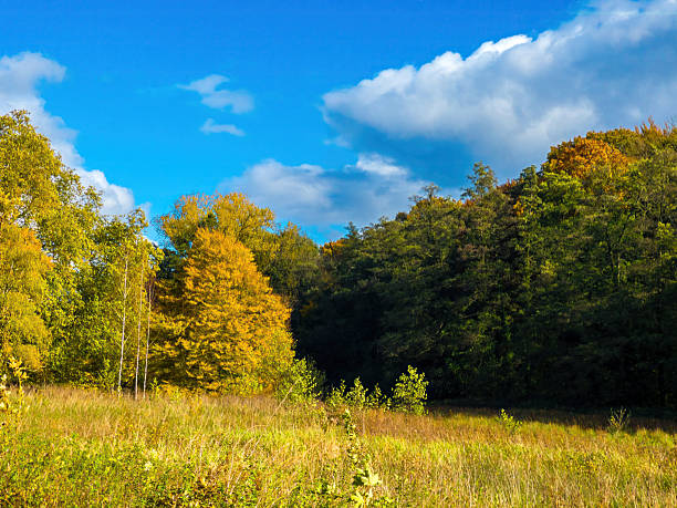 Fall trees landscape in vibrant colors, Autumn season.