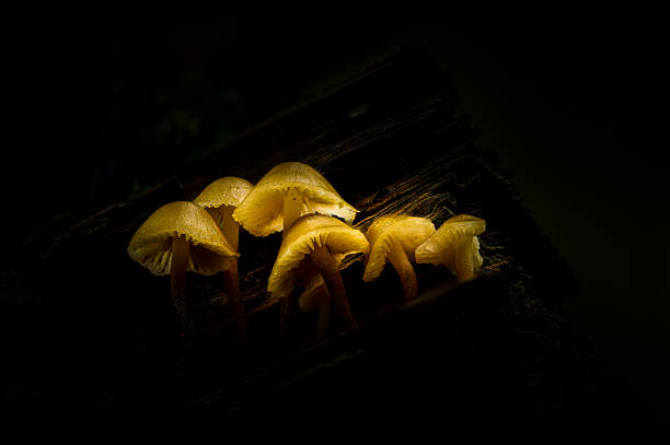 istock Fantasy glowing mushrooms in a mystical enchanted forest. 2242788896