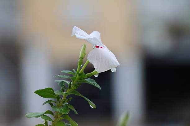 A white petunia flower (Petunia spp.) is captured with raindrops on its petals. The flower is in focus, emphasizing its delicate texture, while the background is blurred. Bright green leaves accompany the flower, enhancing its vibrant appearance.