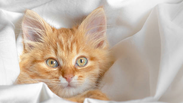 istock Cute ginger kitten lying comfortably in a white blanket 2242789795