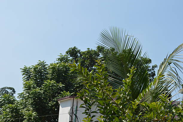 istock Tropical trees and lush greenery under a clear blue sky and sunshine 2242789829