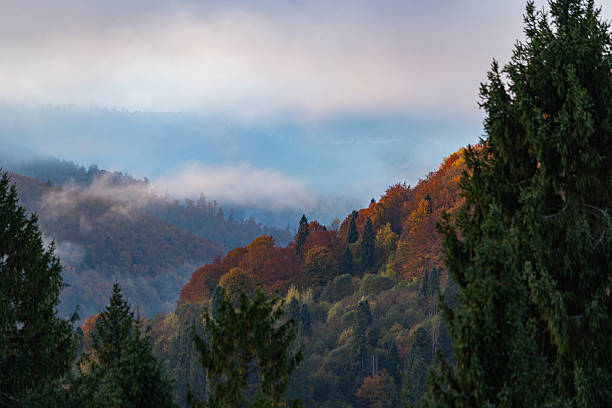 Misty sunrise over autumn forest mountains at dawn