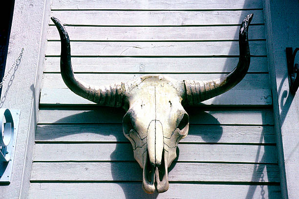 Longhorn steer skull on building