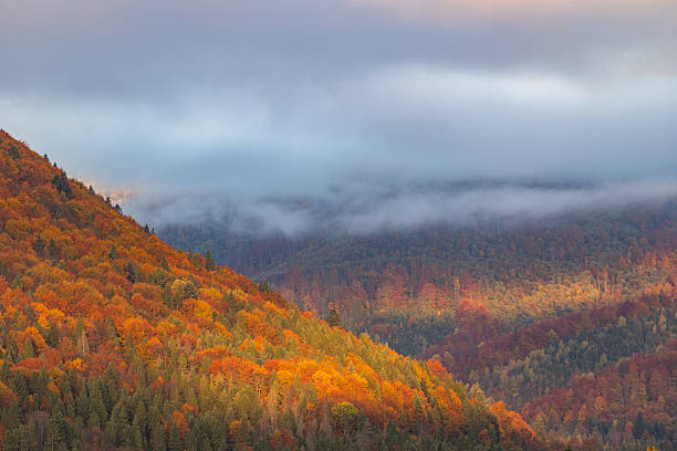 Mountains and forests in summer, natural scenery.