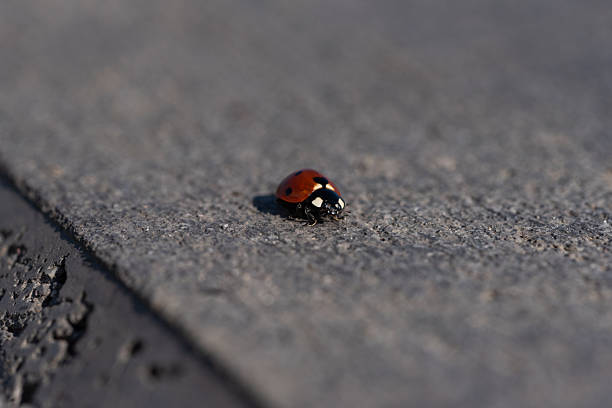 Close-up of a seven-spotted ladybird (Coccinella septempunctata) walking on a textured concrete surface in sunlight.