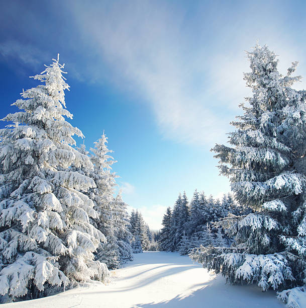 Frosty day in snowy coniferous forest. Location place of Carpathian ski resort, Ukraine, Europe. Incredible wintry wallpapers. Great christmas background. Happy New Year! Discover the beauty of earth.