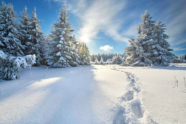 istock footprints in the snow in winter nature with snow covered trees 2242793757