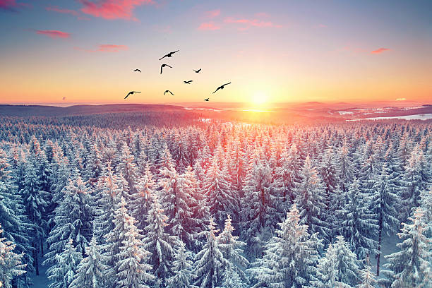 sunrise in the mountains over the winter snow covered forest