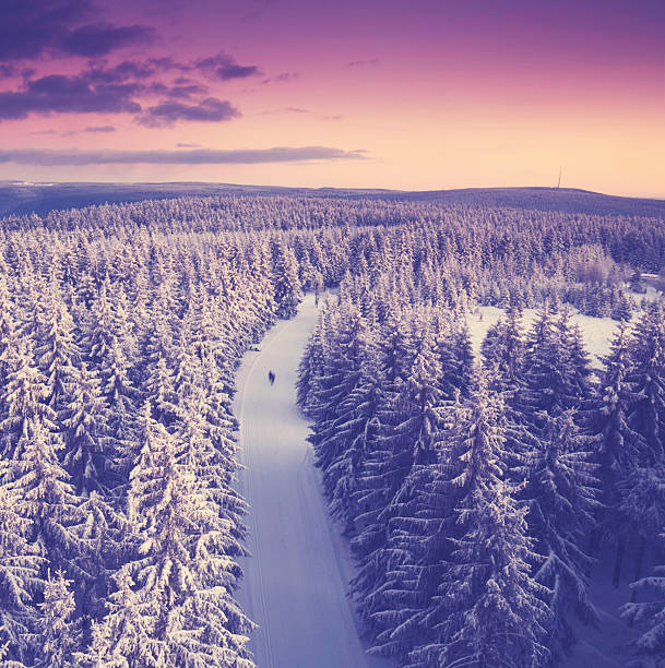 beautiful sunset sky over winter forest