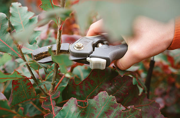 Close-up view of a hand using pruning shears to trim branches surrounded by colorful autumn leaves. The soft natural light adds to the feeling of calm focus and outdoor productivity. Copy space for text, high angle view - Autumn, gardening