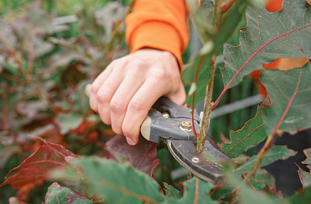 A hand using garden shears to trim plants among vibrant foliage. The close composition highlights tactile detail and the soothing rhythm of seasonal garden maintenance. Copy space for text, high angle view - Autumn, lifestyle