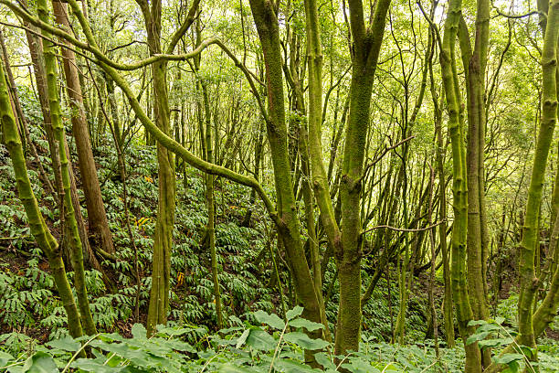 A lush green forest with moss growing on the trees. The trees are tall and the leaves are green