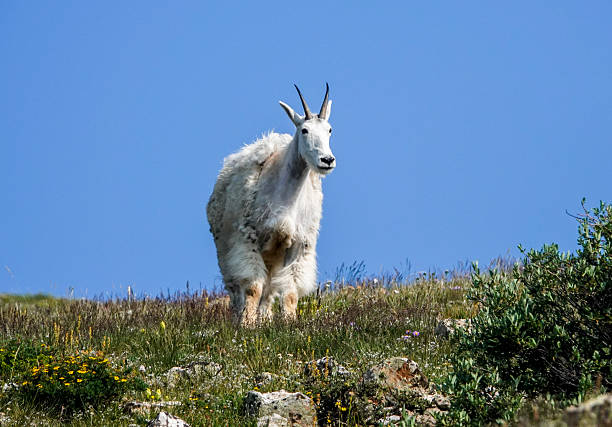 istock Lone mountain goat on tundra against a blue sky 2242798055
