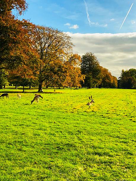 istock Autumn serenity with deer in Phoenix Park, Dublin 2242800556