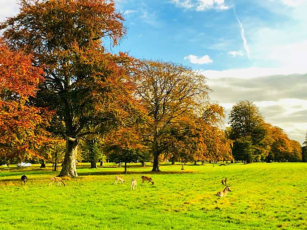 istock Deer enjoying a peaceful autumn day in Phoenix Park, Dublin 2242800563