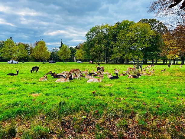 istock Deer enjoying a quiet day in Phoenix Park. 2242800574