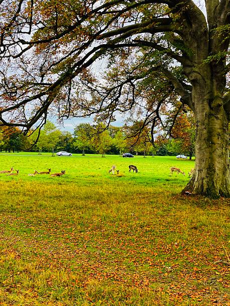 istock Autumn serenity with deer in Phoenix Park 2242800594