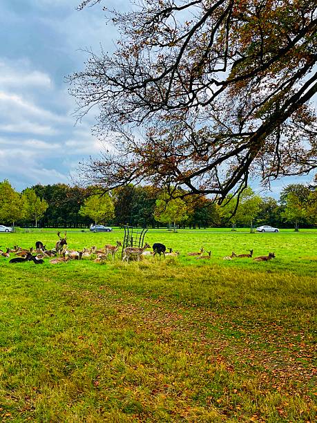 Fallow deer lounging in Phoenix Park’s autumn calm