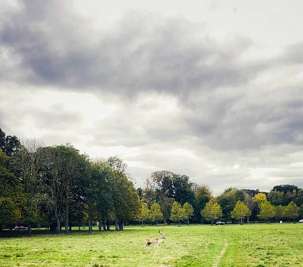 istock Lone deer roaming Phoenix Park’s green expanse 2242800611