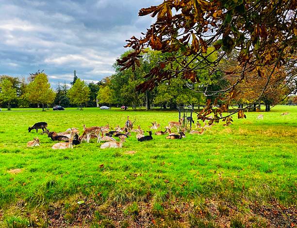 istock Deer relaxing in Phoenix Park's autumn beauty 2242800615