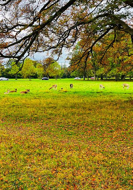 istock Autumn vibes with deer in Phoenix Park. 2242800619