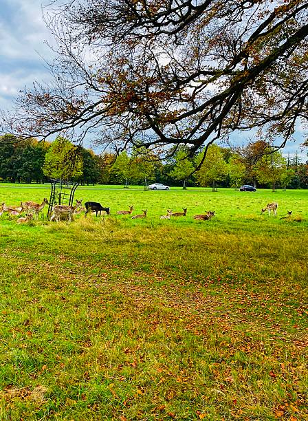 istock Autumn deer in the Phoenix Park 2242800646
