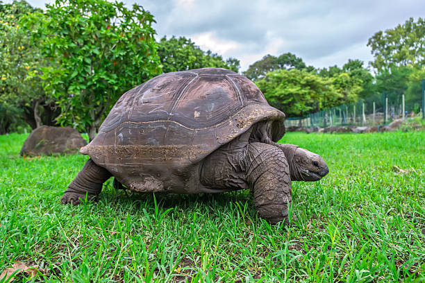 istock An impressive giant tortoise slowly makes its way through a verdant field, its rugged carapace and gentle demeanor perfectly framed by the vibrant green landscape and a soft, diffused light from above 2242800675