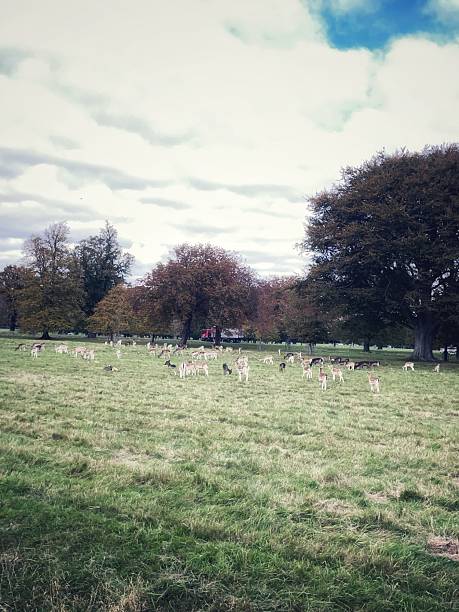 Graceful deer in Phoenix Park, Dublin