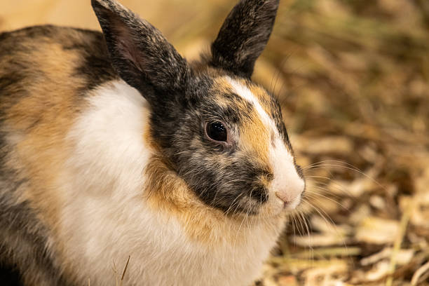 close up of a bunny rabbit