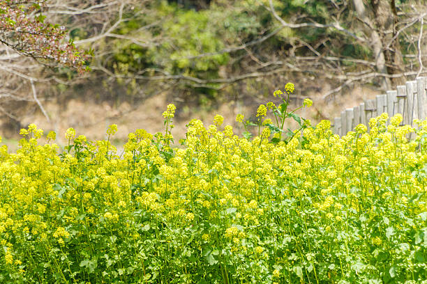 istock Yellow Rapeseed Flowers in Spring Field 2242800722
