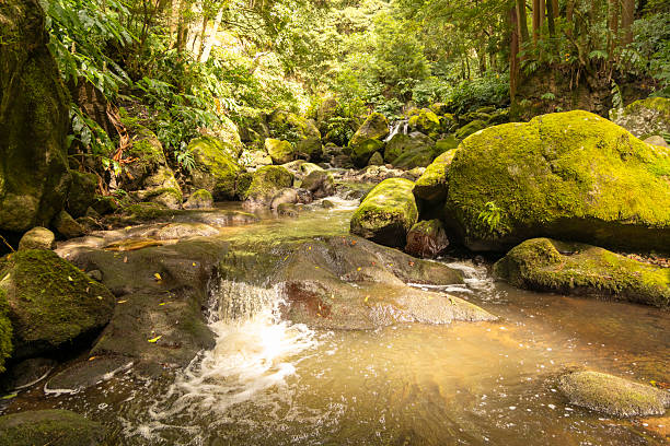 istock A stream of water flows through a forest with moss growing on the rocks 2242800729