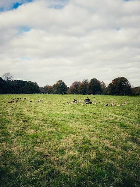 istock Quiet deer grazing in Phoenix Park, Dublin 2242800731