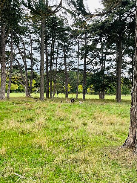 Deer grazing among pines at Phoenix Park, Dublin