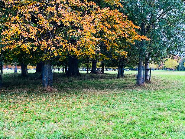 istock Autumn colours shining in Phoenix Park 2242800756