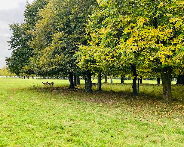 Autumn hues and deer at Phoenix Park, Dublin