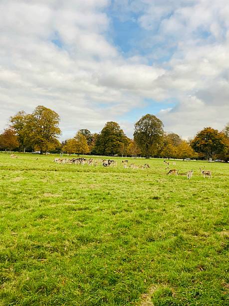 istock Peaceful morning with deer in Phoenix Park, Dublin 2242800815
